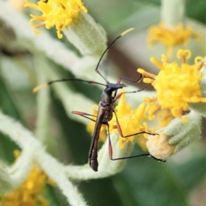 Enchoptera apicalis at Paddys River, ACT - 18 Nov 2021