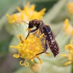 Scrobiger splendidus (Clerid beetle) at Tidbinbilla Nature Reserve - 18 Nov 2021 by CathB