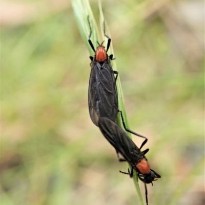 Bibio sp. (genus) (A garden maggot) at Tidbinbilla Nature Reserve - 18 Nov 2021 by CathB