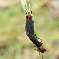 Bibio sp. (genus) (A garden maggot) at Paddys River, ACT - 18 Nov 2021 by CathB