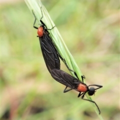 Bibio sp. (genus) at Paddys River, ACT - 18 Nov 2021