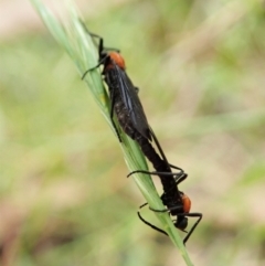 Bibio sp. (genus) at Paddys River, ACT - 18 Nov 2021