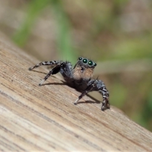 Jotus sp. (genus) at Paddys River, ACT - 18 Nov 2021