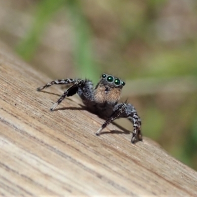 Jotus sp. (genus) (Unidentified Jotus Jumping Spider) at Paddys River, ACT - 18 Nov 2021 by CathB