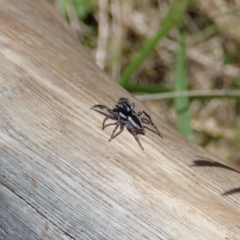 Jotus sp. (genus) at Paddys River, ACT - 18 Nov 2021