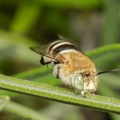 Amegilla (Notomegilla) chlorocyanea (Blue Banded Bee) at Albury Botanic Gardens - 20 Nov 2021 by Roger