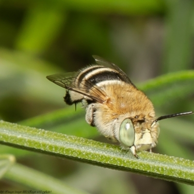 Amegilla (Notomegilla) chlorocyanea (Blue Banded Bee) at Albury - 20 Nov 2021 by Roger