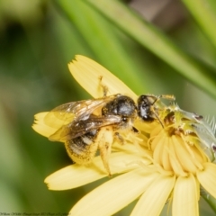 Lasioglossum (Chilalictus) sp. (genus & subgenus) (Halictid bee) at Wodonga, VIC - 21 Nov 2021 by Roger