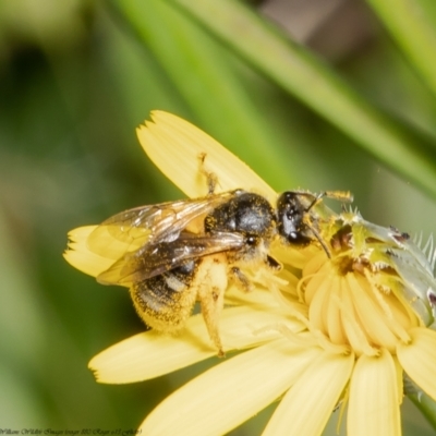Lasioglossum (Chilalictus) sp. (genus & subgenus) (Halictid bee) at Wodonga - 21 Nov 2021 by Roger
