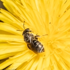 Lasioglossum (Chilalictus) sp. (genus & subgenus) at Wodonga, VIC - 21 Nov 2021 12:04 PM