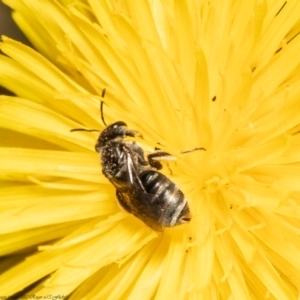 Lasioglossum (Chilalictus) sp. (genus & subgenus) at Wodonga, VIC - 21 Nov 2021