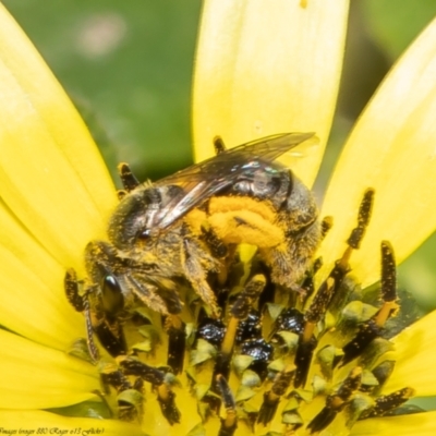 Lasioglossum (Homalictus) sp. (genus & subgenus) (Furrow Bee) at Wodonga, VIC - 21 Nov 2021 by Roger