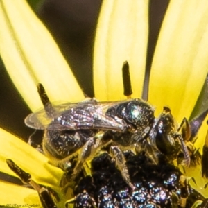 Lasioglossum (Homalictus) sp. (genus & subgenus) at Wodonga, VIC - 21 Nov 2021 12:30 PM