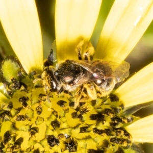 Lasioglossum (Homalictus) sp. (genus & subgenus) at Wodonga, VIC - 21 Nov 2021 12:30 PM