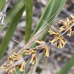 Lomandra longifolia (Spiny-headed Mat-rush, Honey Reed) at Block 402 - 21 Nov 2021 by JaneR