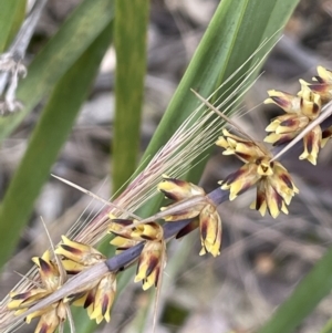 Lomandra longifolia at Stromlo, ACT - 22 Nov 2021 10:40 AM