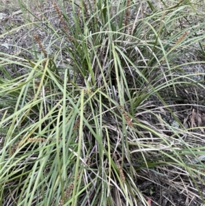 Lomandra longifolia at Stromlo, ACT - 22 Nov 2021