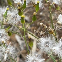 Senecio quadridentatus (Cotton Fireweed) at Block 402 - 22 Nov 2021 by JaneR