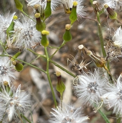 Senecio quadridentatus (Cotton Fireweed) at Molonglo Valley, ACT - 22 Nov 2021 by JaneR