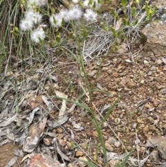 Senecio quadridentatus at Molonglo Valley, ACT - 22 Nov 2021