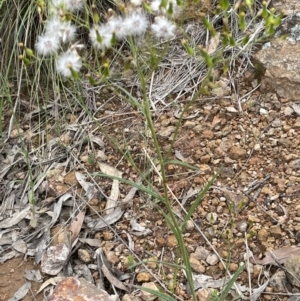 Senecio quadridentatus at Molonglo Valley, ACT - 22 Nov 2021 11:07 AM