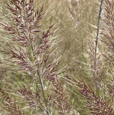 Austrostipa densiflora (Foxtail Speargrass) at Block 402 - 21 Nov 2021 by JaneR