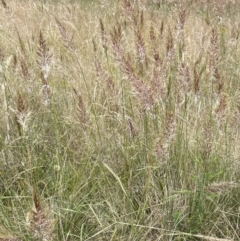 Austrostipa densiflora at Stromlo, ACT - 22 Nov 2021 10:49 AM