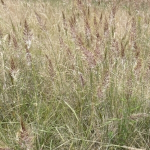 Austrostipa densiflora at Stromlo, ACT - 22 Nov 2021 10:49 AM