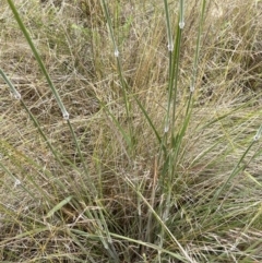 Austrostipa densiflora at Stromlo, ACT - 22 Nov 2021 10:49 AM