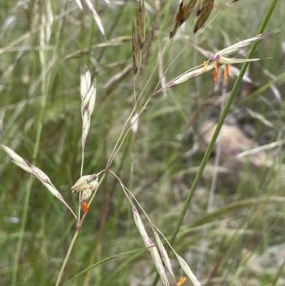 Rytidosperma pallidum (Red-anther Wallaby Grass) at Block 402 - 22 Nov 2021 by JaneR