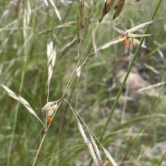 Rytidosperma pallidum (Red-anther Wallaby Grass) at Molonglo Valley, ACT - 22 Nov 2021 by JaneR