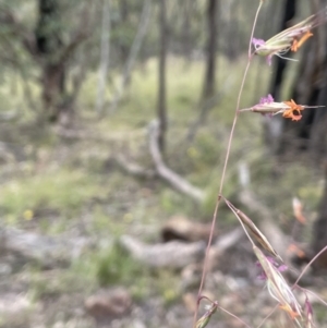 Rytidosperma pallidum at Molonglo Valley, ACT - 22 Nov 2021 11:03 AM