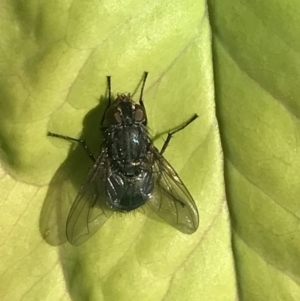 Calliphora vicina at Garran, ACT - 22 Nov 2021 04:03 PM