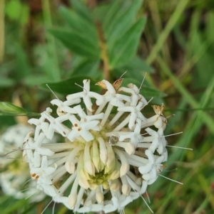 Pimelea treyvaudii at Paddys River, ACT - 22 Nov 2021