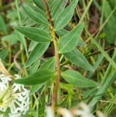 Pimelea treyvaudii at Paddys River, ACT - 22 Nov 2021 10:27 AM