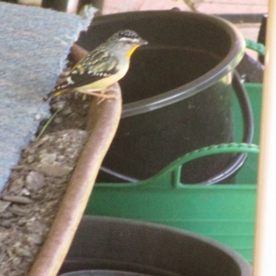 Pardalotus punctatus (Spotted Pardalote) at Pambula Beach, NSW - 16 Nov 2021 by KylieWaldon