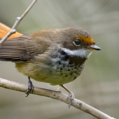 Rhipidura rufifrons (Rufous Fantail) at Mount Ainslie - 22 Nov 2021 by trevsci