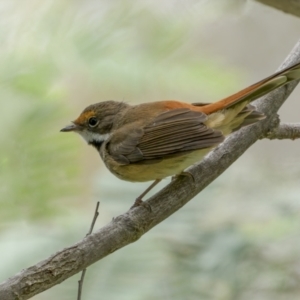 Rhipidura rufifrons at Pialligo, ACT - 22 Nov 2021 12:12 PM