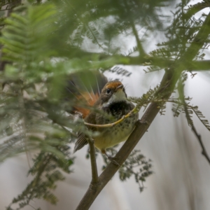 Rhipidura rufifrons at Pialligo, ACT - 22 Nov 2021 12:12 PM