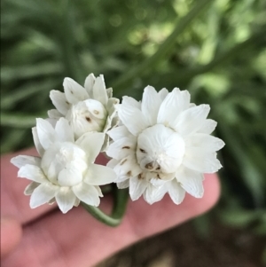 Ammobium alatum at Garran, ACT - 22 Nov 2021