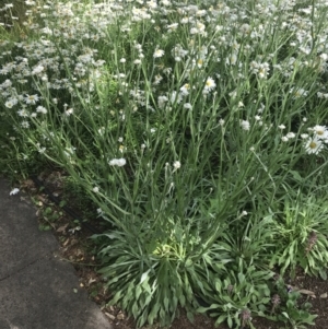 Ammobium alatum at Garran, ACT - 22 Nov 2021