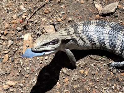 Tiliqua scincoides scincoides (Eastern Blue-tongue) at Coree, ACT - 16 Nov 2021 by CathB