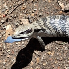 Tiliqua scincoides scincoides (Eastern Blue-tongue) at Coree, ACT - 16 Nov 2021 by CathB