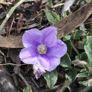 Convolvulus sabatius at Garran, ACT - 22 Nov 2021