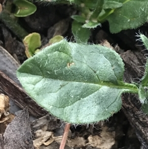 Convolvulus sabatius at Garran, ACT - 22 Nov 2021