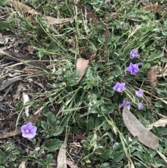 Convolvulus sabatius at Garran, ACT - 22 Nov 2021