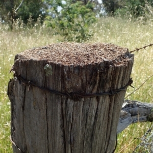 Papyrius nitidus at Coree, ACT - suppressed