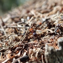 Papyrius nitidus at Coree, ACT - suppressed