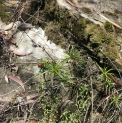 Dracophyllum secundum at Wingecarribee Local Government Area - 14 Nov 2021 by Tapirlord