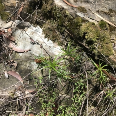 Dracophyllum secundum at Bundanoon, NSW - 14 Nov 2021 by Tapirlord